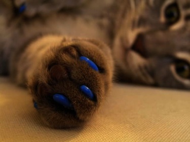 Царапки для кошек - цвет голубой размер 