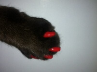 Царапки для кошек - цвет красный размер S