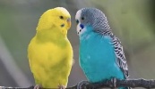 Волнистые попугаи в ассортименте