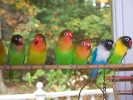 Попугаи - неразлучники (цвета разные)