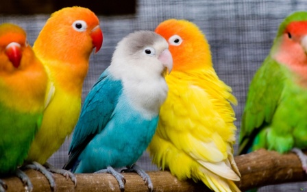 Попугаи - неразлучники (цвета разные)